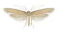 Tineola bisselliella. Common clothes moth Royalty Free Stock Photo